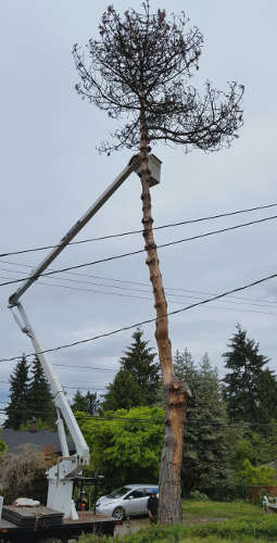Austrian Pine 2