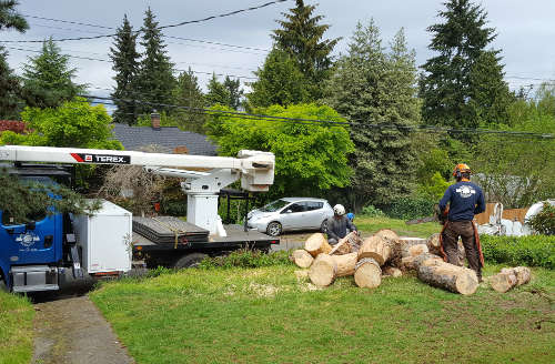 Austrian Pine 3