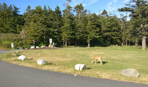 Camp Casey deer