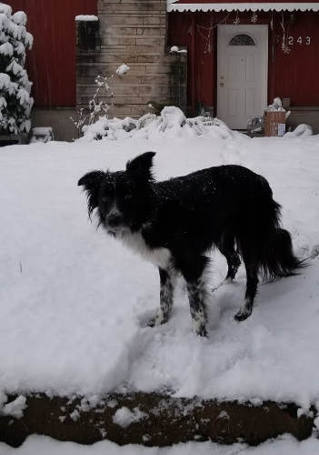 Snow Smudge