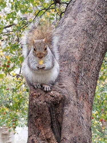Squirrel
