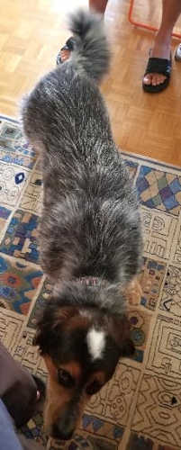 Suisse Lali Dog Pico 02