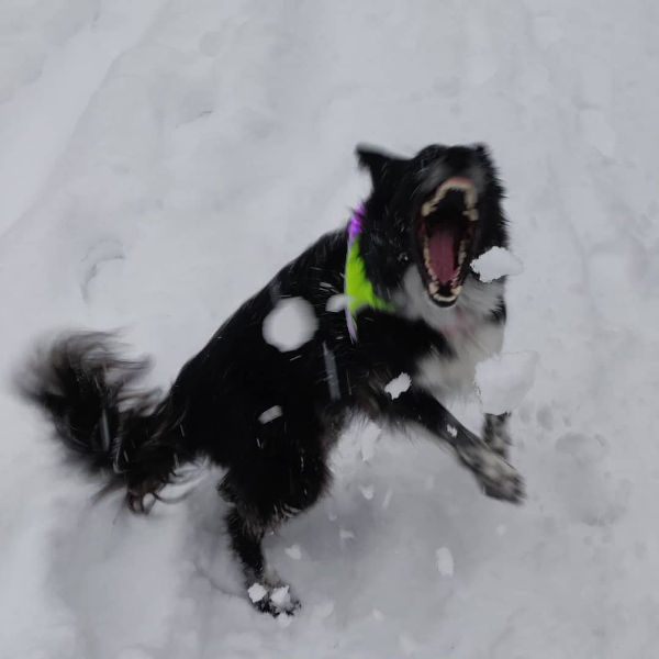 Smudge Jaws