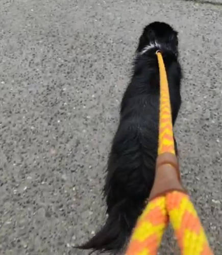 Smudge Leash