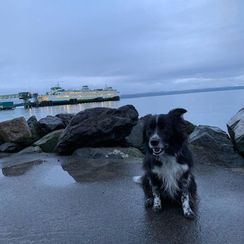 Smudge in Edmonds 01