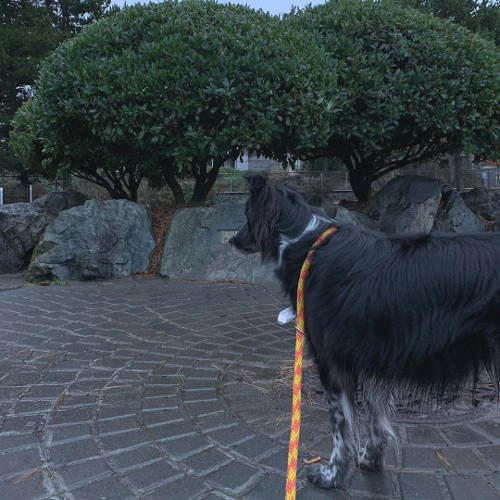 Smudge in Edmonds 02