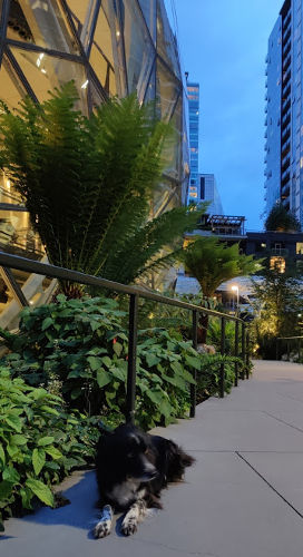 Amazon Spheres Smudge 02