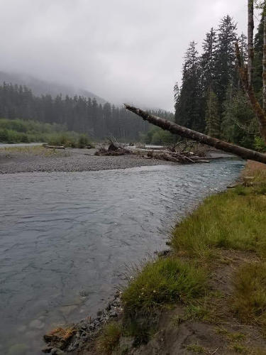 Hoh Rainforest 02