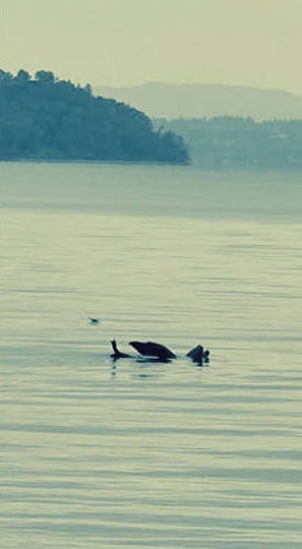 Pt Defiance Sea Lion