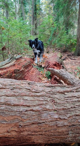 Pt Defiance Smudge 01