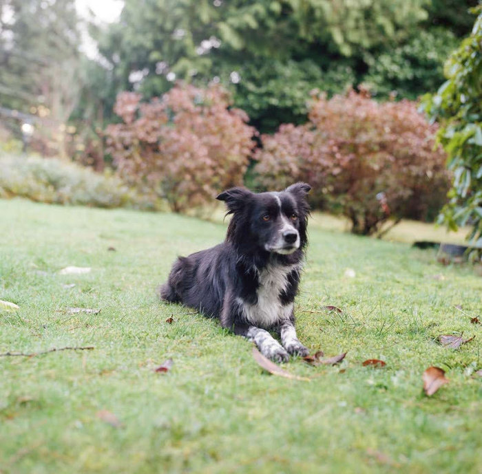 Smudge