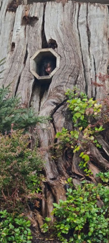 Seabrook Tree Mom