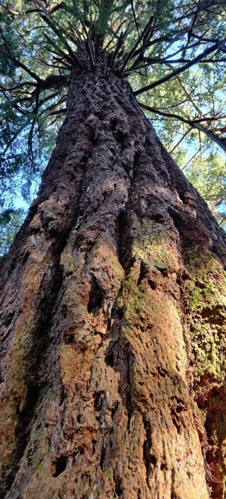 Point Defiance 01