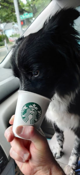 Puppuccino Smudge 01