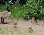 Green Lake Goslings