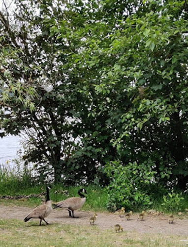 Green Lake Goslings