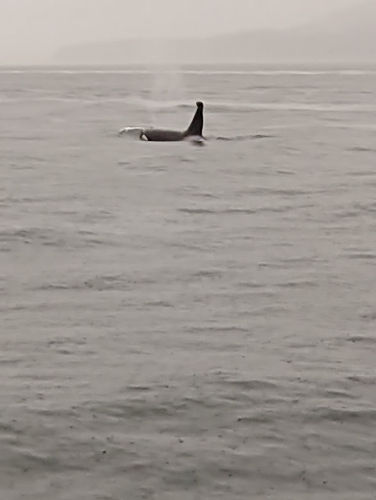 Juneau 06 Orca