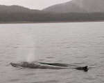 Baby Humpack Juneau