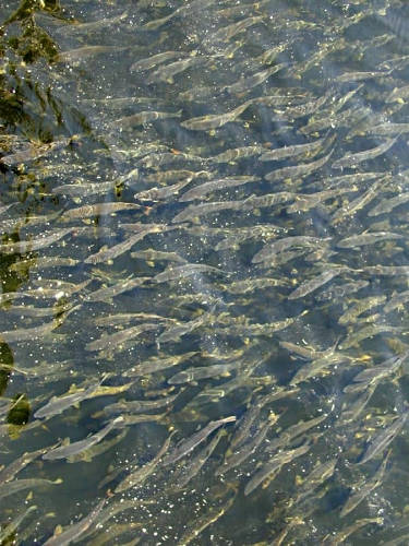 Juneau 66 Ketchikan Creek Street Salmon