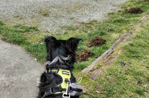 Smudge Mole