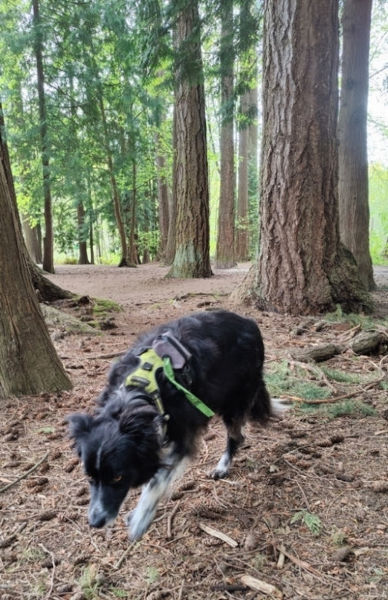 Sammamish River Trail Smudge 02