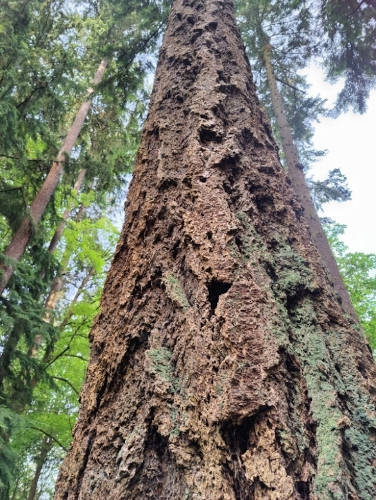 Normandy Marine View Park Douglas Fir