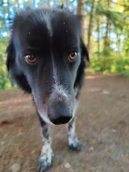 Shoreline Hamlin Park Smudge 02