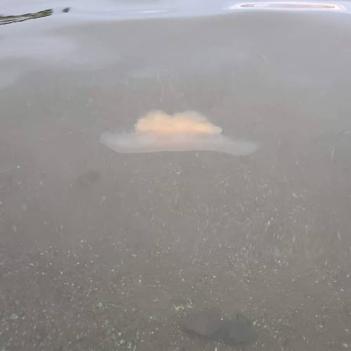 Plunge Jellyfish 09