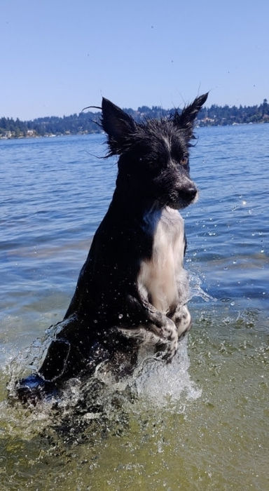 Smudge Lake Washington 02