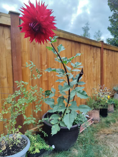 Red Flower
