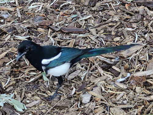 Edmonton Magpie