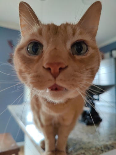 Vance Cat Topaz