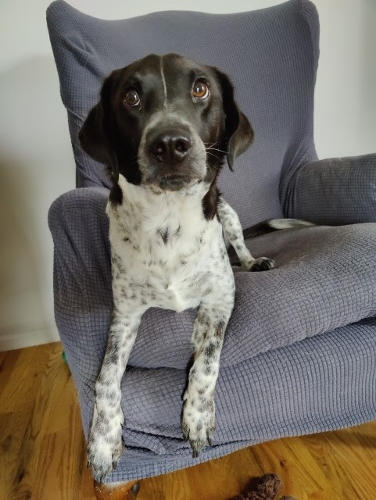 Vance Dog 01