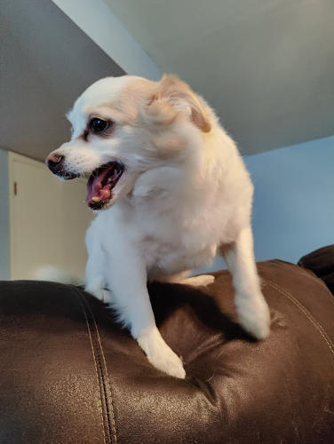 Vance Dog 02