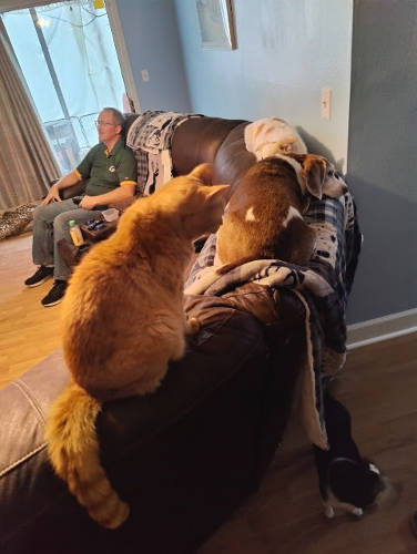 Justin Dogs and Cat