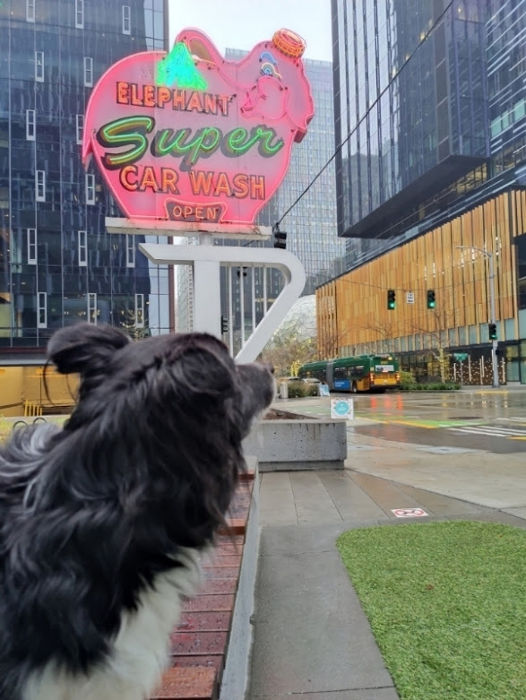 Elephant Car Wash Smudge 01