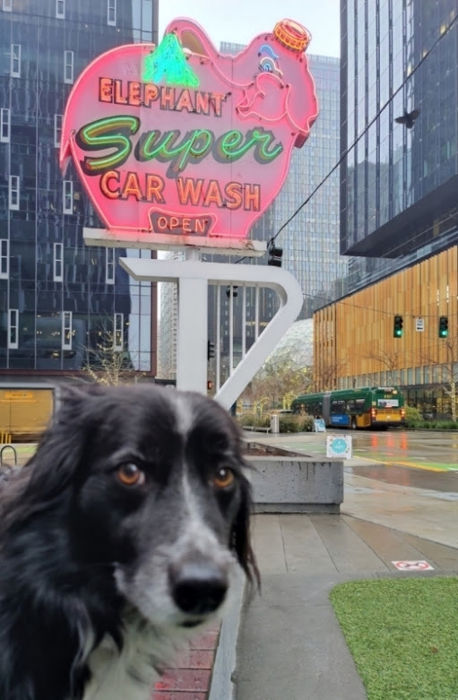 Elephant Car Wash Smudge 02