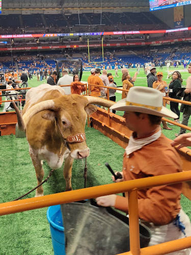 Alamo Bowl Texas Longhorn Steer