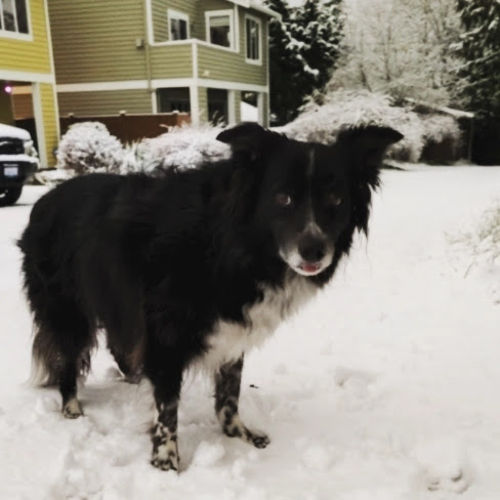 Snow Smudge 02