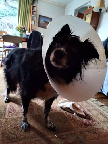 Cone of Shame Smudge 02