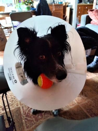 Cone of Shame Smudge 01