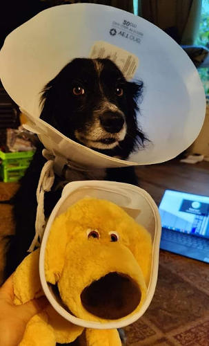 Cone of Shame v2 Smudge