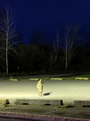 Wile E Coyote 18-MAR-2023