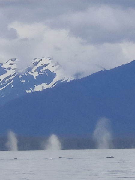 Juneau Whales 01
