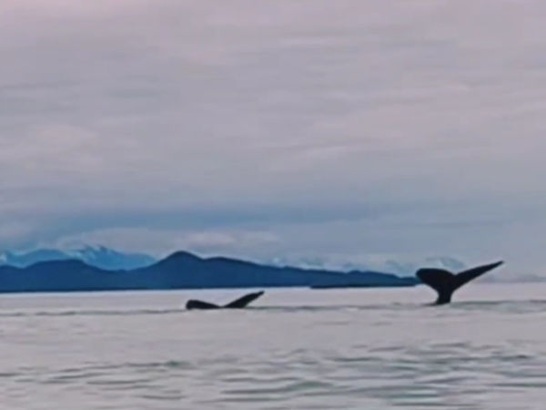 Juneau Whales 02