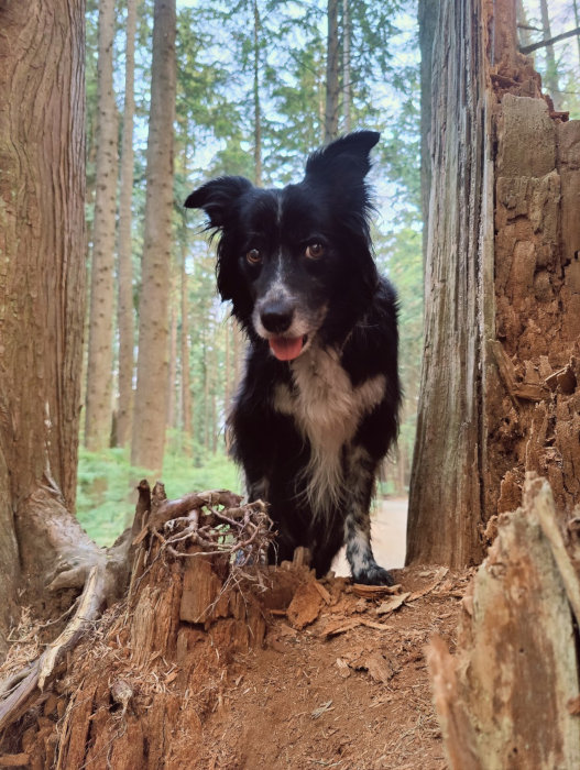 Coquitlam Smudge 22-Aug