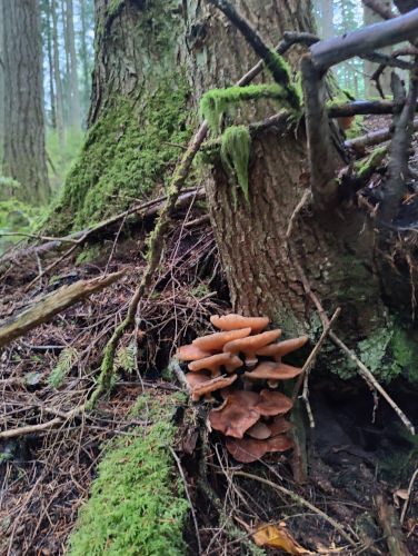 Tiger Mountain Foraging 01