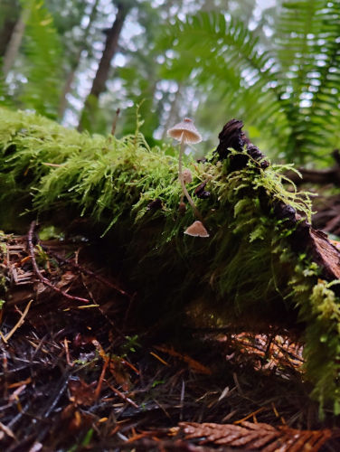 Tiger Mountain Foraging 02