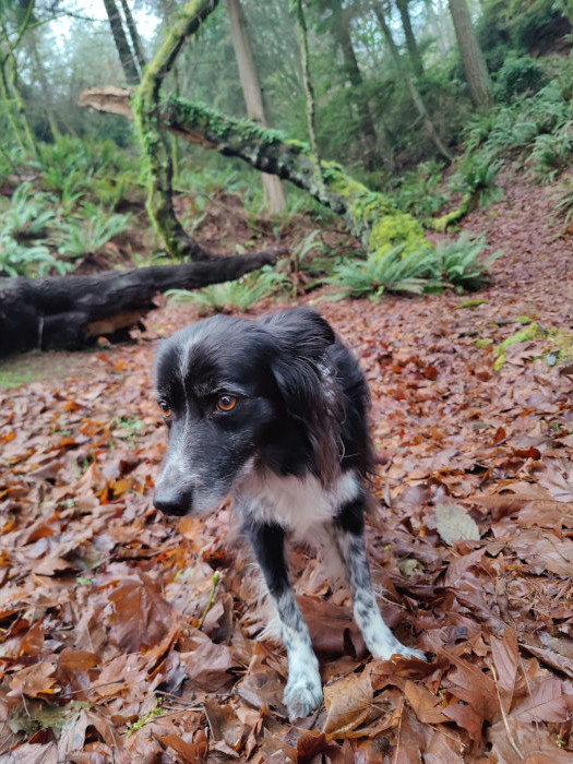Point Defiance Smudge