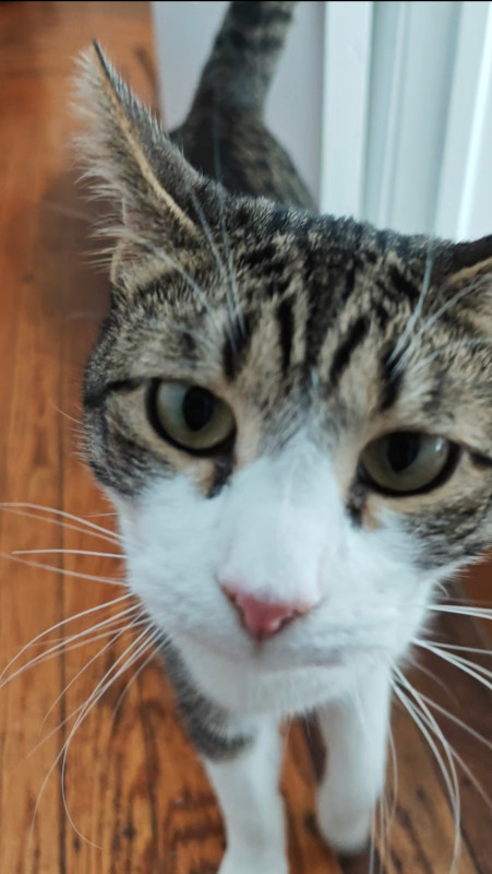 NYC Brooklyn Biscuit